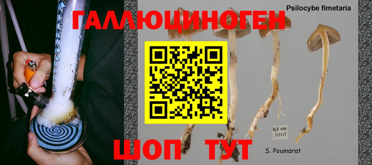 Геленджик  Псилоцибиновые грибы Cubensis  Вход с VPN 